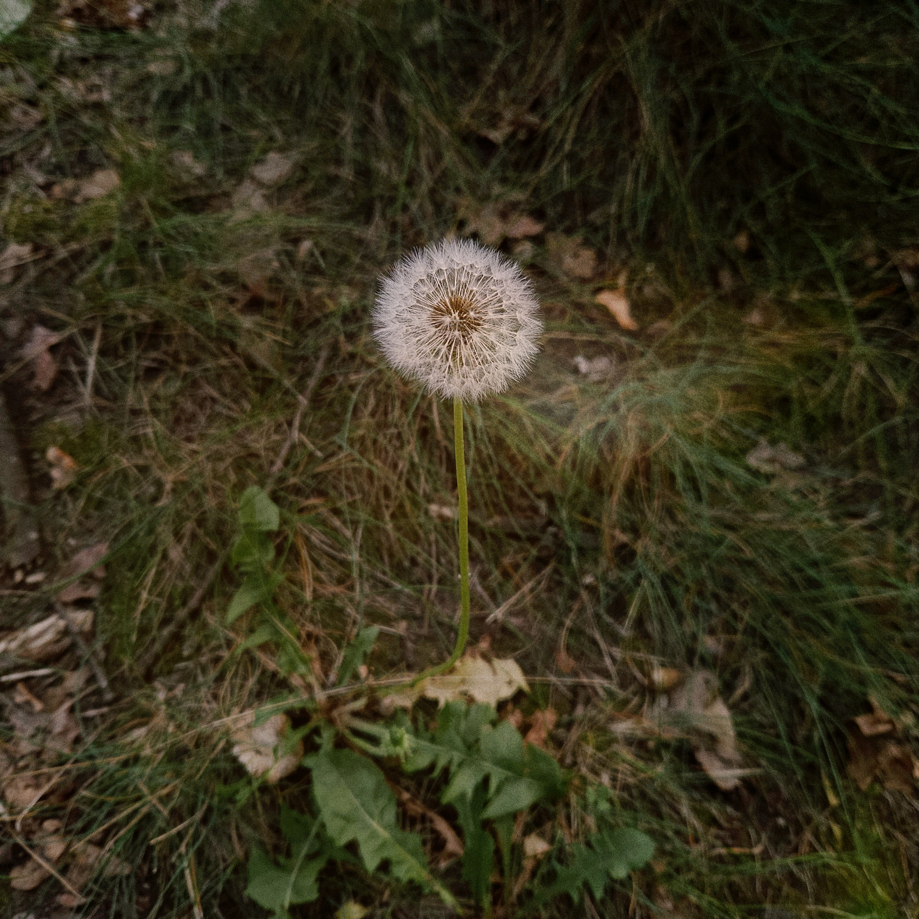 dandelion